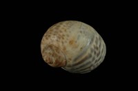 藏品(豹斑玉螺)的圖片